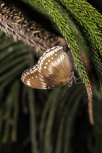 Borboleta de mosca grande — Fotografia de Stock