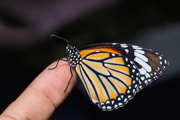 Common Tiger butterfly — Stock Photo, Image