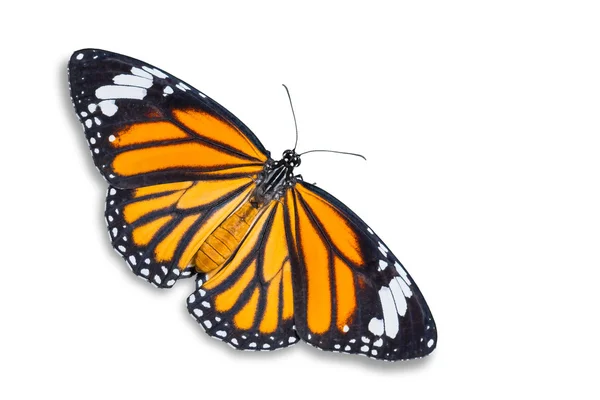 一般的な虎蝶 — ストック写真