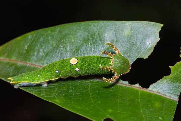 Tawny Rajah caterpillar — Stock Photo, Image