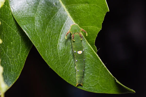 Tawny Rajah caterpillar — Stockfoto