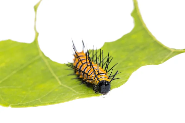 Piros Lacewing caterpillar — Stock Fotó