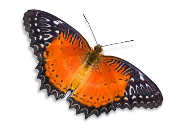 Kırmızı lacewing kelebek