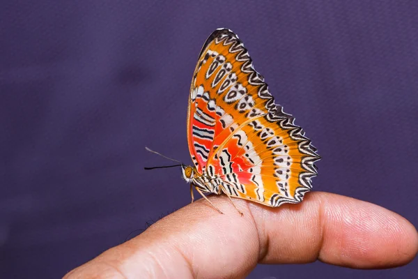 Красная кружевная бабочка — стоковое фото