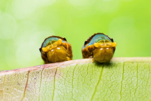 Banded Swallowtail caterpillars — Stock Photo, Image