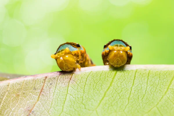 Banded Swallowtail caterpillars — Stock Photo, Image