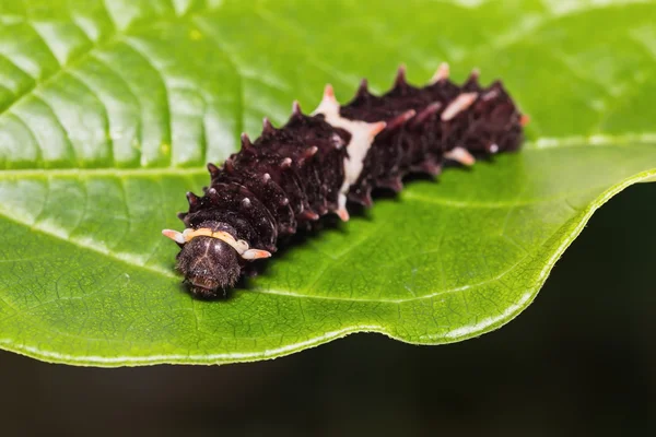 Common Clubtail caterpillar — Stock Photo, Image