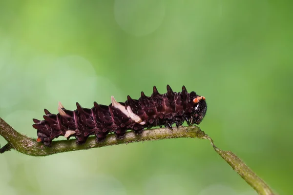 Gemensamma Clubtail caterpillar — Stockfoto