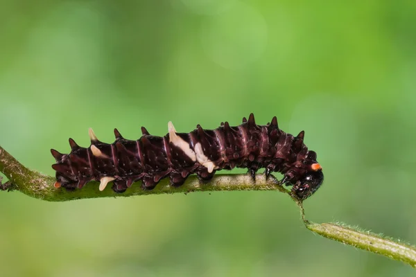 Közös Clubtail caterpillar — Stock Fotó