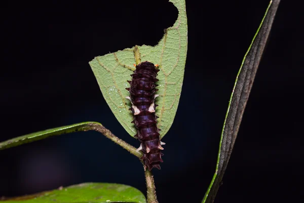 Gemensamma Clubtail caterpillar — Stockfoto