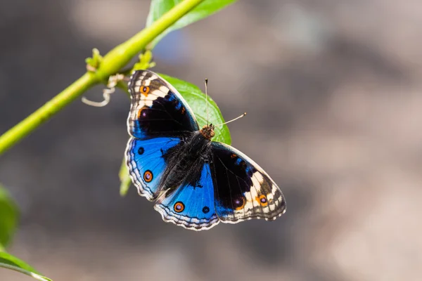 Motyl niebieski bratek — Zdjęcie stockowe