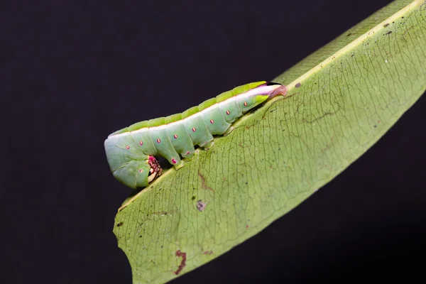 Moth caterpillar in nature — Stock Photo, Image