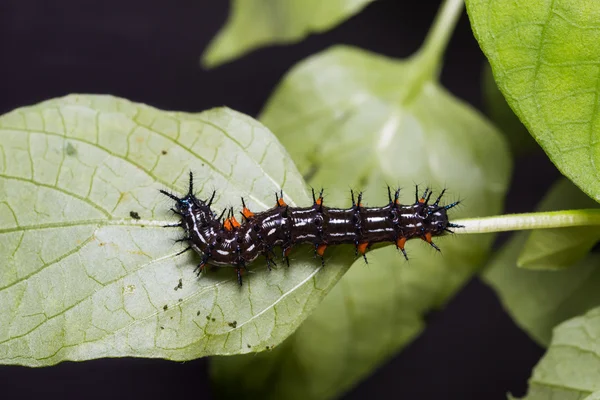 Oruga de hoja de otoño — Foto de Stock