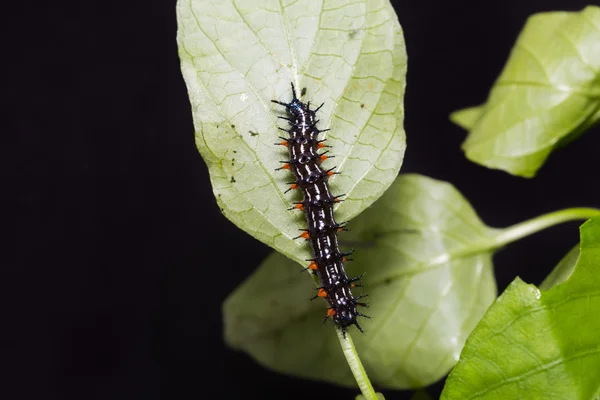 Herfstblad caterpillar — Stockfoto