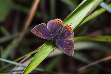 Ortak mor safir kelebek