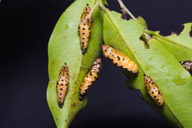 Redspot Jezebel pupa
