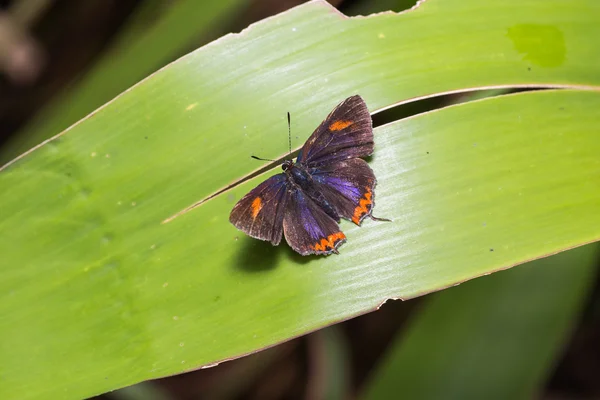 Common purple sapphire butterfly — ストック写真