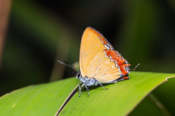 Common purple sapphire butterfly — Stock Photo, Image