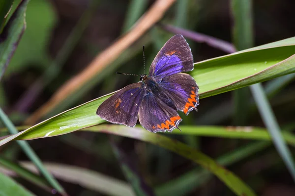 Mariposa de zafiro púrpura común —  Fotos de Stock