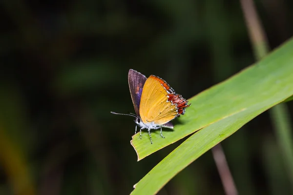 Common purple sapphire butterfly — ストック写真