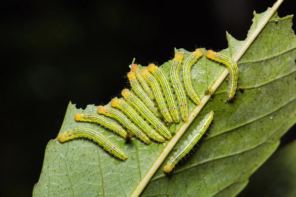 Moth caterpillars in nature — Stockfoto