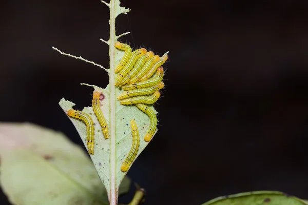 Moth caterpillars in nature — ストック写真