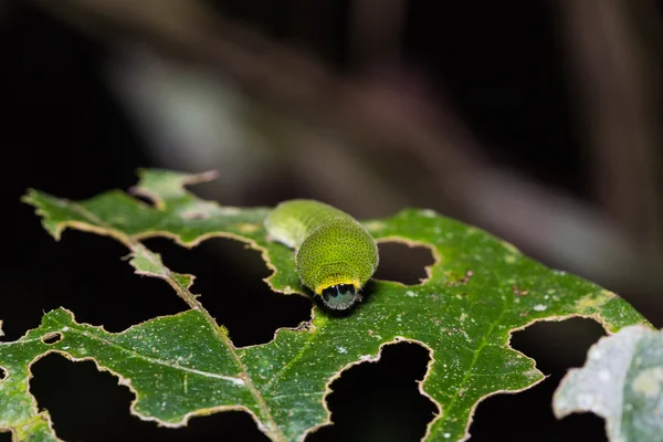 Rups van de witte dragontail — Stockfoto