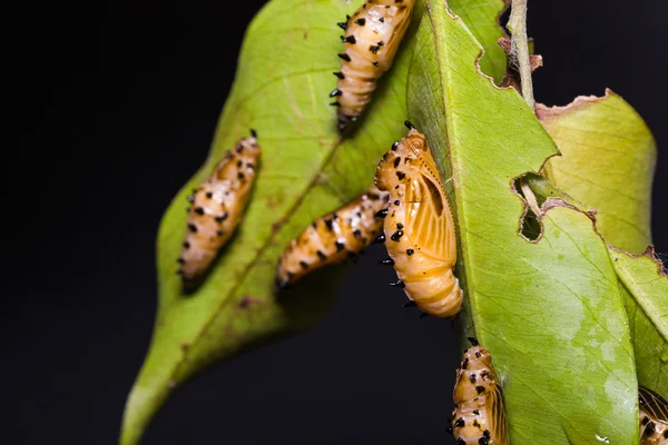 Redspot Jezebel pupae — Φωτογραφία Αρχείου