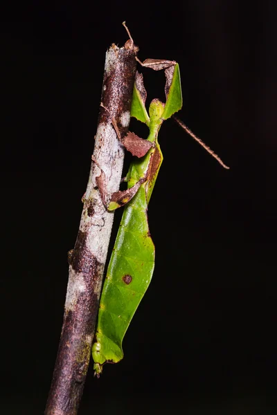 미확인된 잎 곤충 — 스톡 사진