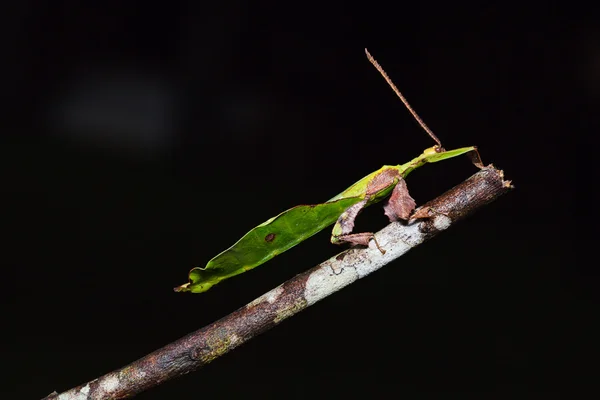 Невідомі Leaf комах — стокове фото