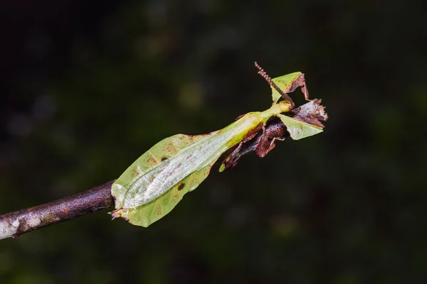Niezidentyfikowane owady liść — Zdjęcie stockowe