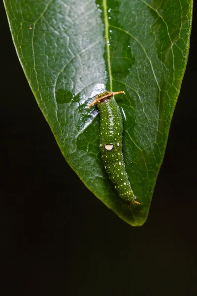 Young Tawny Rajah caterpillar — Φωτογραφία Αρχείου