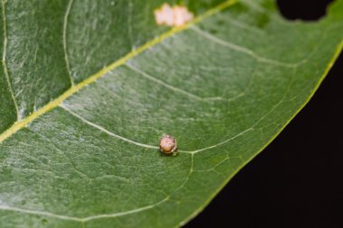 Sarımsı kahverengi Rajah kelebek yumurta