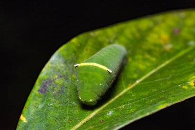Ortak Bluebottle tırtıl