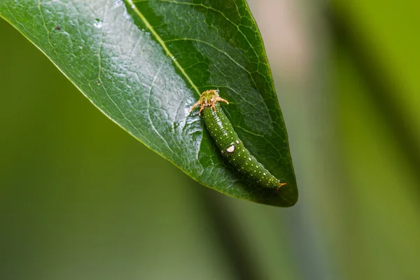 Young Tawny Rajah caterpillar — Stockfoto