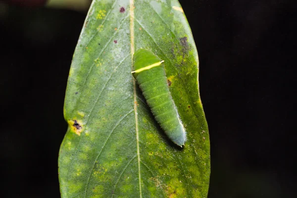 共通のアオスジアゲハの幼虫 — ストック写真