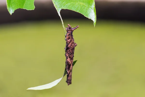 Blaubegum-Raupe — Stockfoto