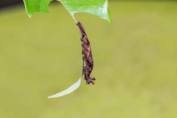 Голубая гусеница — стоковое фото