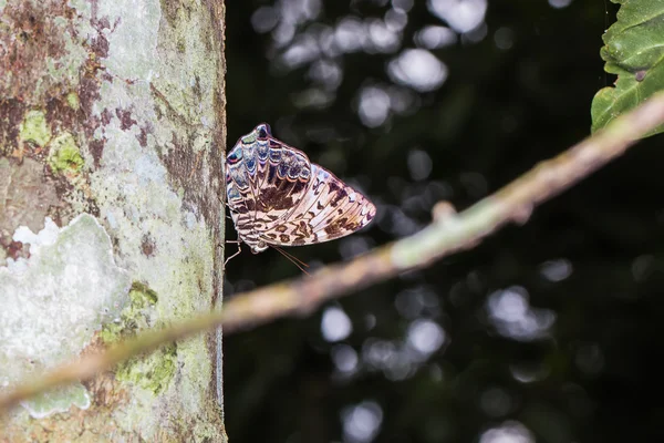 Blauer Begum-Schmetterling — Stockfoto