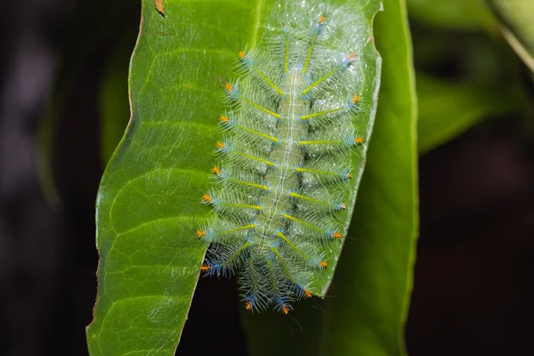 Gemeine Erzherzog-Raupe — Stockfoto