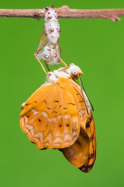 Ortak leopar kelebek