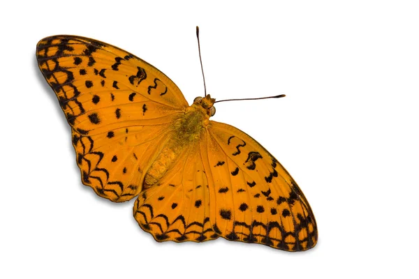 Обыкновенная бабочка леопарда — стоковое фото