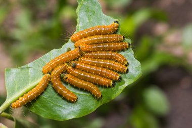 Boyalı Jezebel tırtıllar
