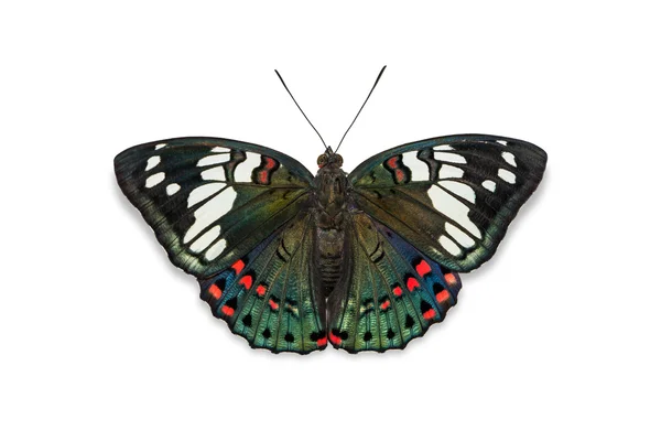 Gemeenschappelijke protserige baron vlinder — Stockfoto