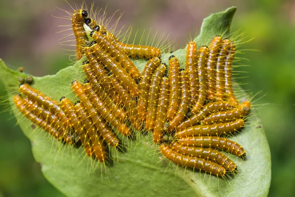 Geschilderde Jezebel rupsen — Stockfoto