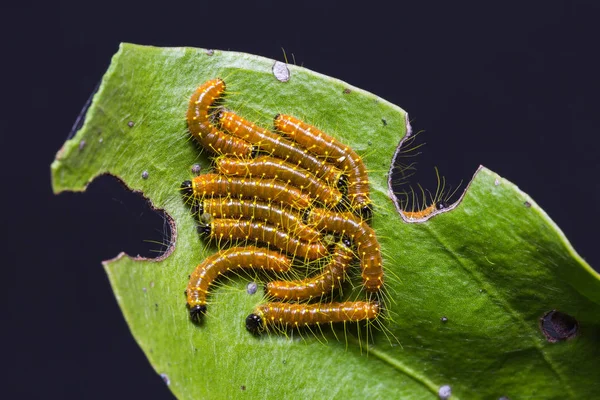 Painted Jezebel caterpillars — Stock Photo, Image