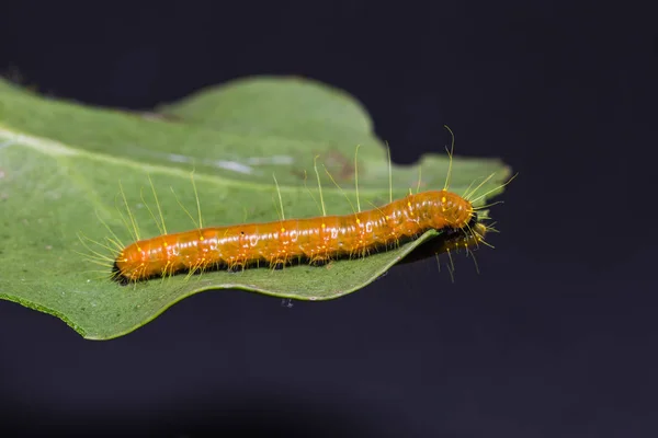 Målade jezebel larv — Stockfoto