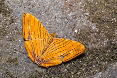 Ortak Maplet kelebek