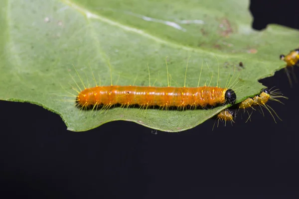 Målade Jezebel larver — Stockfoto