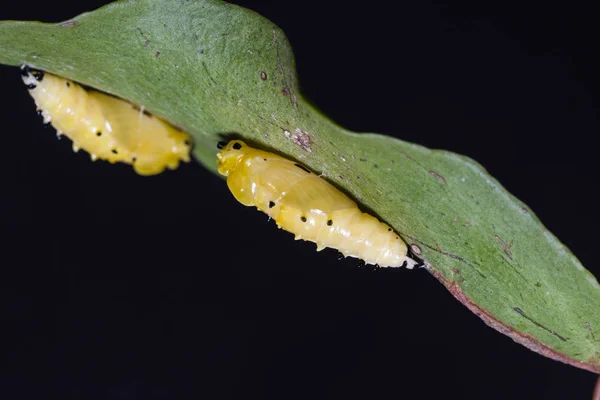 Painted Jezebel pupae — Stock Photo, Image